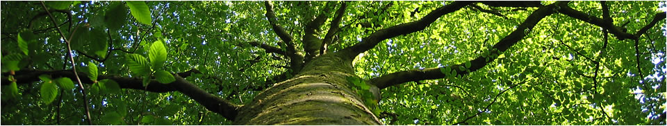 Greens Chartered Surveyors